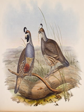 A Monograph of the Odontophorinae, or Partridges of America