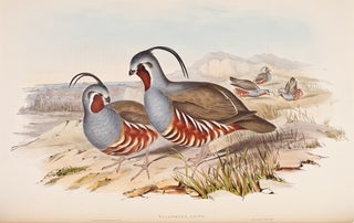 Item #27929 A Monograph of the Odontophorinae, or Partridges of America. John GOULD