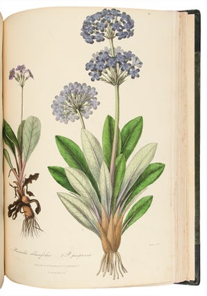 Illustrations of the Botany and other branches of the Natural History of the Himalayan Mountains, and of the Flora of Cashmere