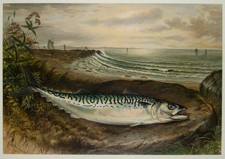 Item #28158 The Mackerel. S. A. KILBOURNE