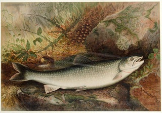 Item #28159 Lake Trout. S. A KILBOURNE