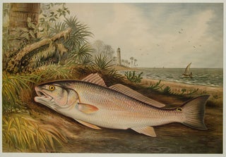 Item #28161 The Red Fish. S. A KILBOURNE