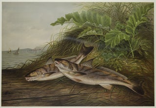Item #28163 Kingfish. S. A KILBOURNE