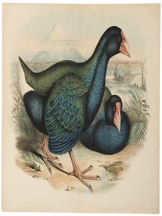 Item #28330 Notornis Mantelli [Takahe]. John GOULD, H C. RICHTER