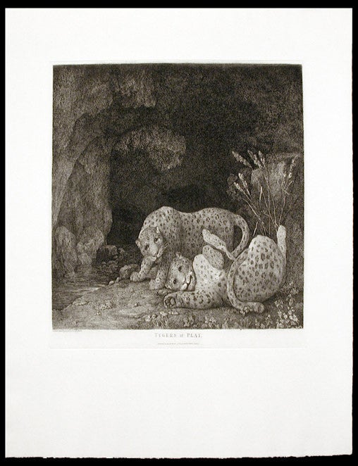 Item #28446 Tygers at Play. George STUBBS.