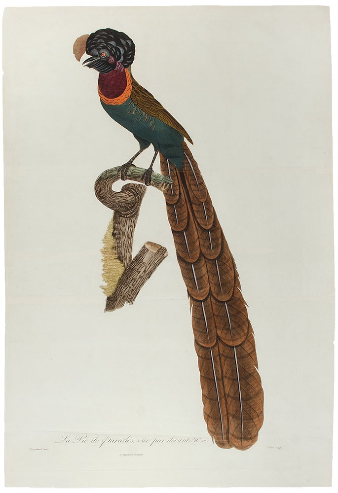 Item #28452 [Bird of Paradise] La Pie de paradis, vue par devent, No. 20. [Arfak Astrapia]. Jacques . BARRABAND, Peree, 1767/.