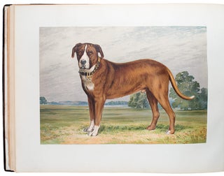 Celebrated Dogs of America