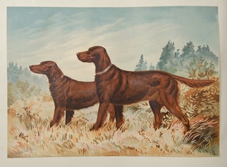 Celebrated Dogs of America