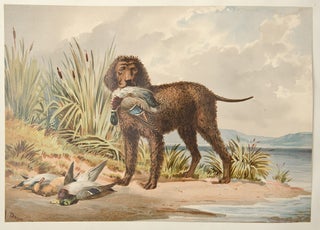 Celebrated Dogs of America