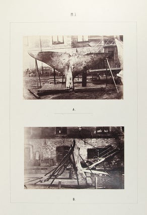 Monographie Illustrée du Baleinoptère trouvé le 29 Octobre 1865 sur la Côte Occidentale de Suède