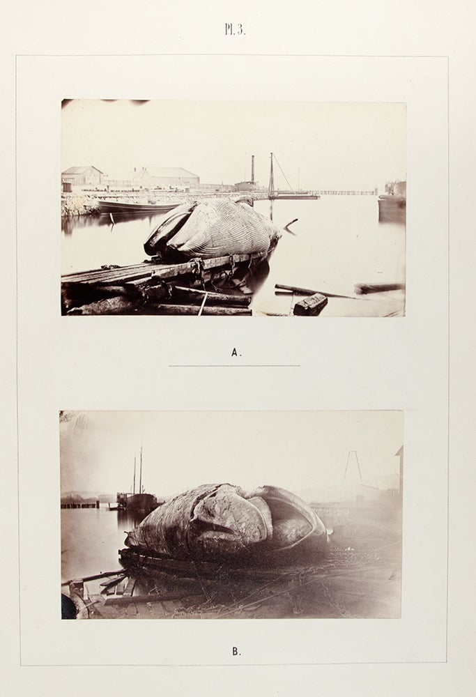 Item #29540 Monographie Illustrée du Baleinoptère trouvé le 29 Octobre 1865 sur la Côte Occidentale de Suède. Auguste Wilhelm MALM.