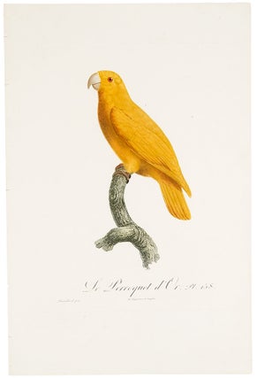 Item #29872 [Golden parakeet or conure] Le Perroquet d'Or. Jacques BARRABAND, 1767/