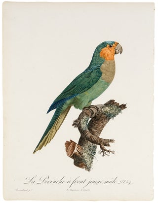 Item #29874 [Blue-Fronted Amazon] La Perruche à front jaune, mâle. Jacques BARRABAND, 1767/