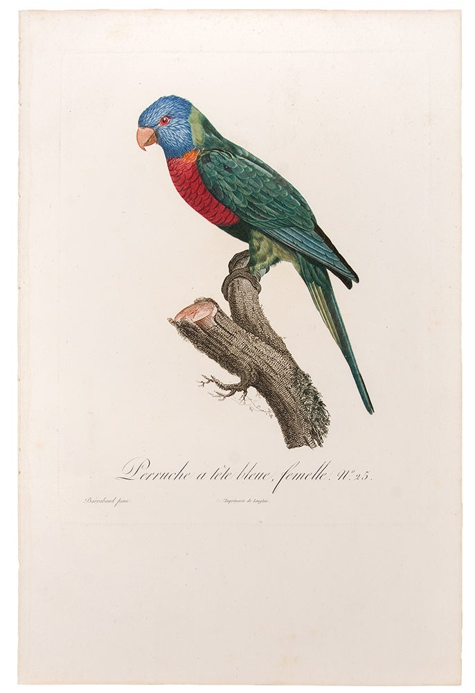 Item #29875 [Blue Headed Parrot] Perruche à tête bleue, femelle. Jacques BARRABAND, 1767/.
