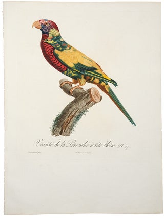 Item #29881 [Rainbow Lorikeet] Vari&eacute;t&eacute; de la Perruche &agrave; t&ecirc;te bleue. Jacques BARRABAND