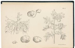 The Potatoe Plant, its uses and properties: together with the cause of the present malady
