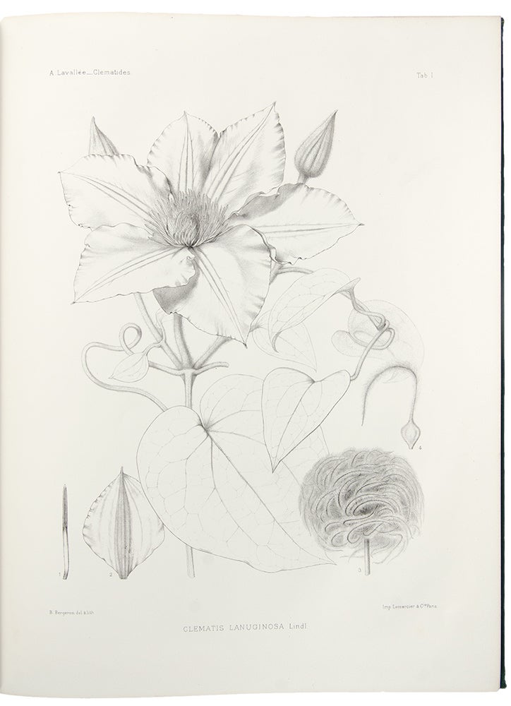 Item #29933 Les Clématites a Grande Fleurs ... Description et Iconagraphie des Espèces Cultivées dans l'Arboretum de Segrez. Alphonse LAVALLÉE.