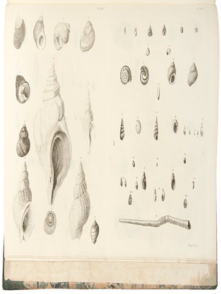 Catalogues of the birds, shells, and some of the more rare plants, of Dorsetshire. From the new and enlarged edition of Mr. Hutchins’s history of that county ... With additions; and a brief memoir of the author