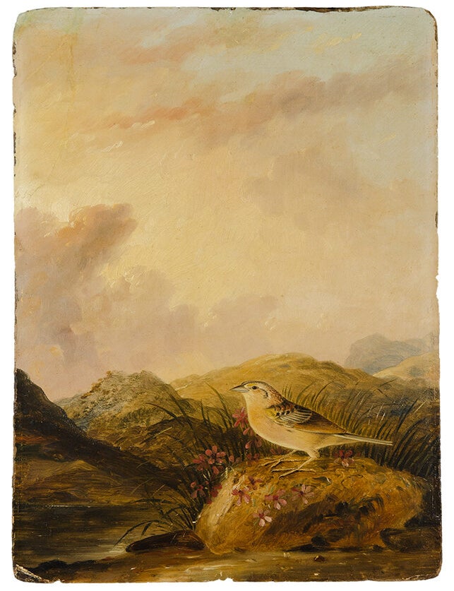 Item #30370 Yellow-winged Sparrow. John James AUDUBON, Joseph Bartholomew KIDD, Painter.