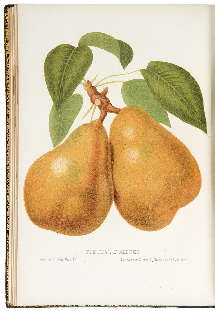 The Fruits of America, containing richly colored figures and full