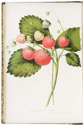 The Fruits of America, containing richly colored figures and full descriptions of all the choicest varieties cultivated in The United States