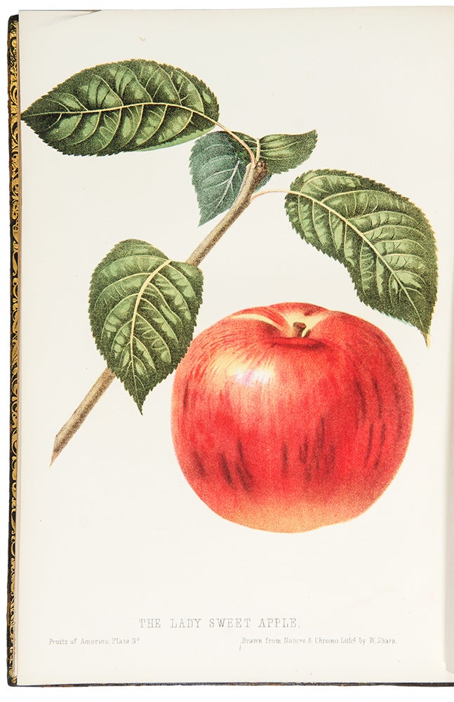 Item #30408 The Fruits of America, containing richly colored figures and full descriptions of all the choicest varieties cultivated in The United States. Charles Mason HOVEY.