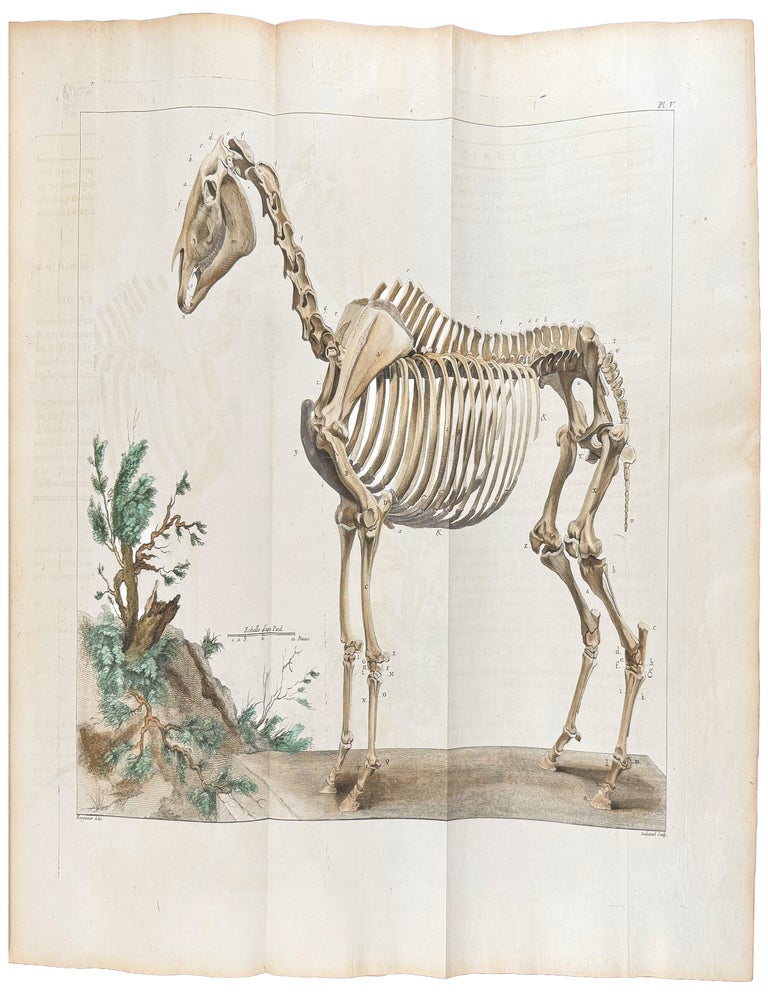 Item #30530 Cours d'hippiatrique, ou trait&eacute; complet de la m&eacute;decine des chevaux. Philippe &Eacute;tienne LAFOSSE.