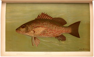 Item #33115 The Fishes of North America that are captured on Hook and Line. With eighty colored...