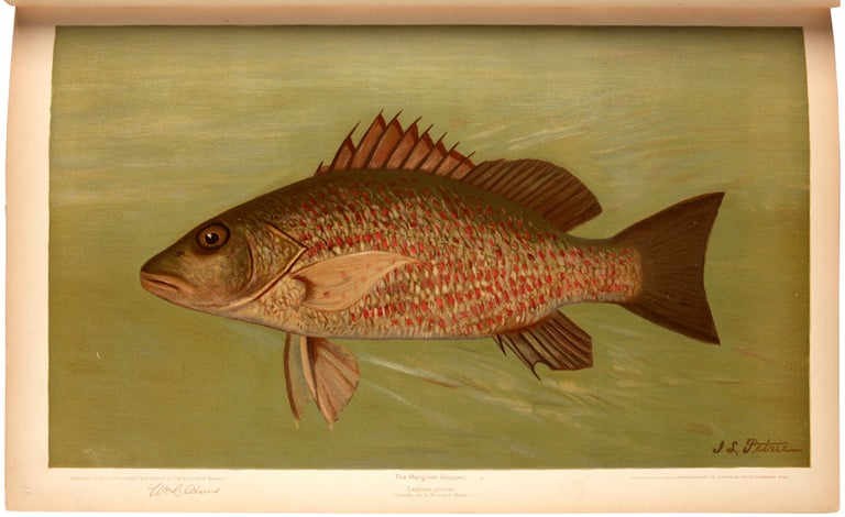 Item #33115 The Fishes of North America that are captured on Hook and Line. With eighty colored plates made from oil portraits of living fishes before their color tints had faded. William C. HARRIS.