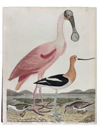 American Ornithology; or, the Natural History of the Birds of the United States: Illustrated with Plates Engraved and Colored from Original Drawings Taken from Nature. Volumes I-IX