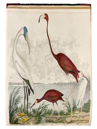 American Ornithology; or, the Natural History of the Birds of the United States: Illustrated with Plates Engraved and Colored from Original Drawings Taken from Nature. Volumes I-IX