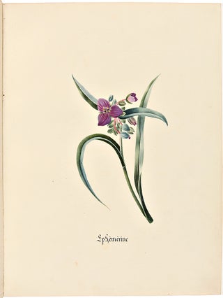 Histoire naturelle botanique [manuscript title]