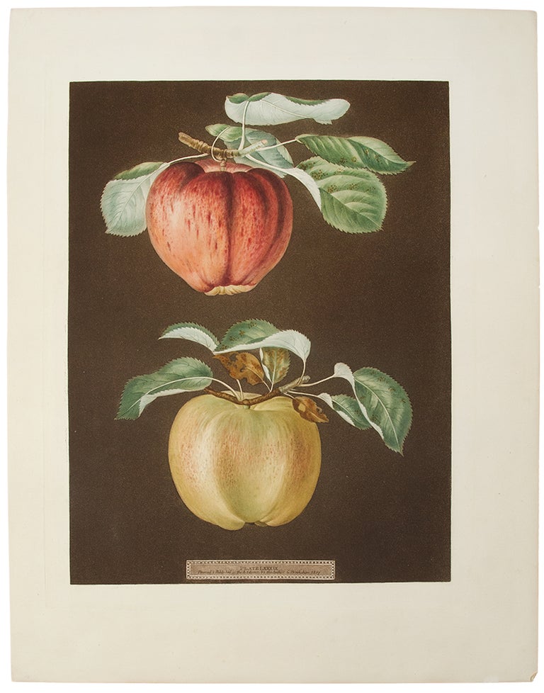 Item #34132 [Apples] Pheonix Apple; Norman's Beauty. After George BROOKSHAW.