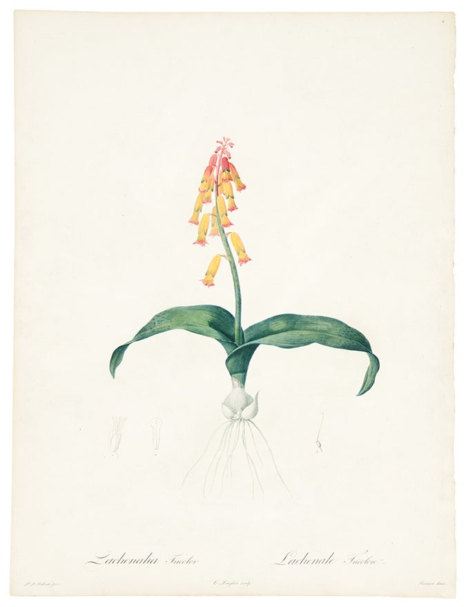 Item #34191 Lachenalia Tricolor / Lachenale Tricolore [Cape Cowslip, Three-colored Lachenalia]. Pierre-Joseph REDOUT&Eacute;.