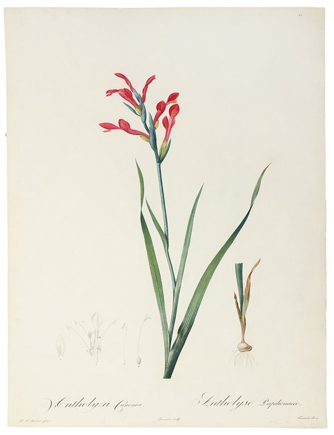 Item #34194 Antholyza Cunonia / Antholise Papilionac&eacute;e [Gladiolus cunionus, Sword Lily, Scarlet-flowered Antholyza]]. Pierre-Joseph REDOUT&Eacute;.