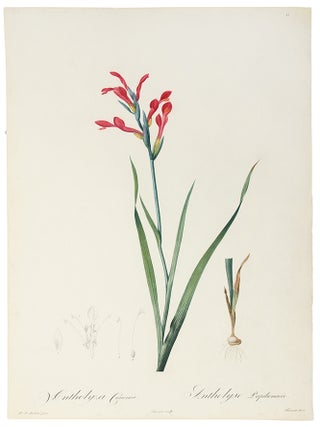 Item #34194 Antholyza Cunonia / Antholise Papilionacée [Gladiolus cunionus, Sword Lily,...