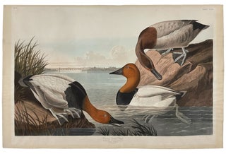 Item #34650 Canvas Backed Duck from The Birds of America. John James AUDUBON