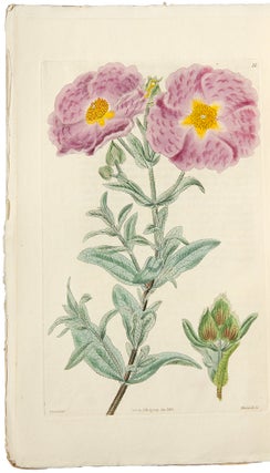 Cistineae. The Natural Order of Cistus, or Rock-Rose