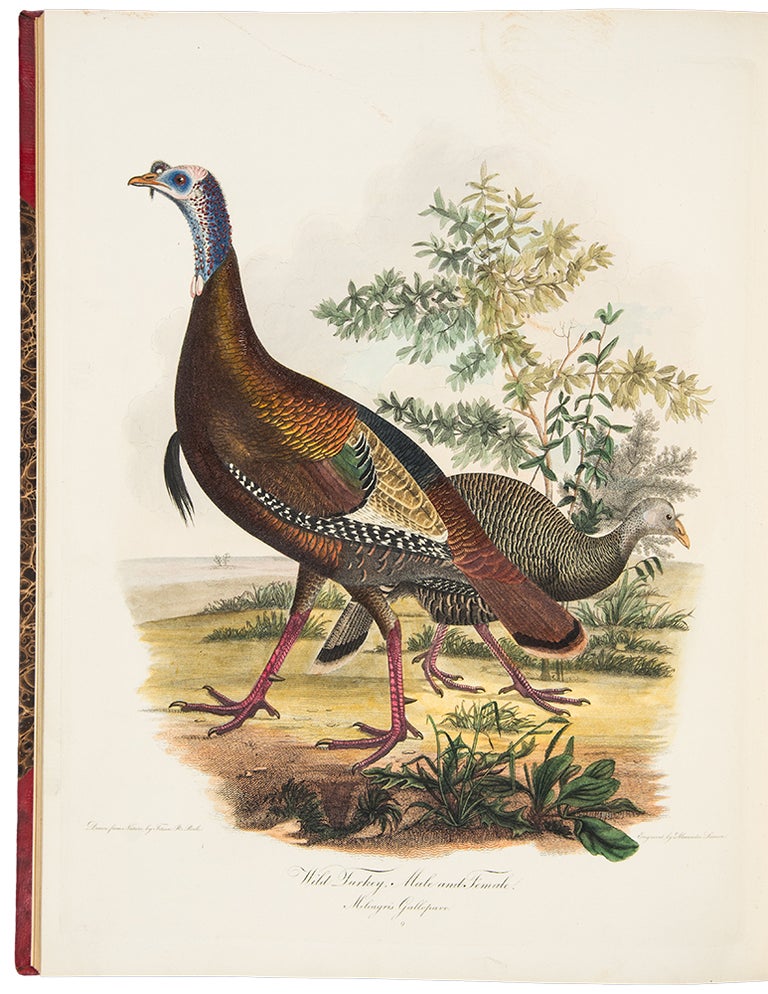 Item #34816 American Ornithology; or, the Natural History of Birds inhabiting the United States, not given by Wilson. Charles Lucian BONAPARTE.