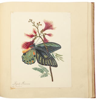 Item #34904 An album of drawings and watercolours of natural history and topographical subjects,...