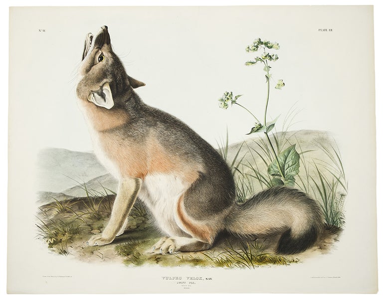 Item #35141 Swift Fox from The Viviparous Quarupeds of North America. John James AUDUBON.