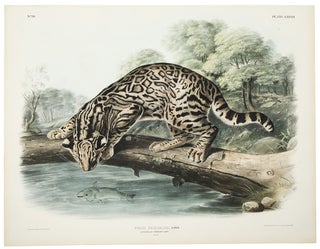 Item #35144 Felis Pardalis Linn. Ocelot or Leopard Cat [Plate LXXXVI]. John James AUDUBON