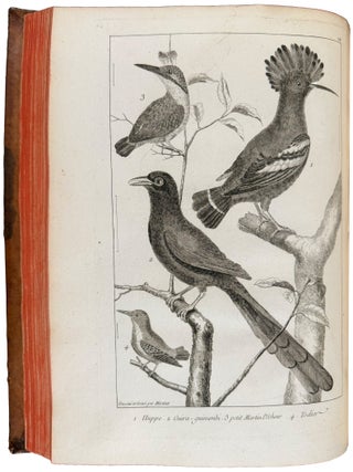 L'Histoire Naturelle éclaircie dans une de ses parties principales l'ornithologie, qui traite des oiseaux de terre, de mer et de riviere