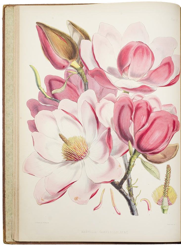 Item #35304 Illustrations of Himalayan Plants, chiefly selected from drawings made for the late J.F.Cathcart Esq. of the Bengal Civil Service. Sir Joseph Dalton HOOKER.