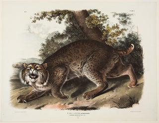 Item #35435 Common American Wild Cat. Male. [Pl. 1]. John James AUDUBON