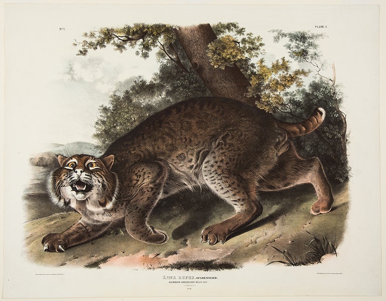 Item #35435 Common American Wild Cat. Male. [Pl. 1]. John James AUDUBON.