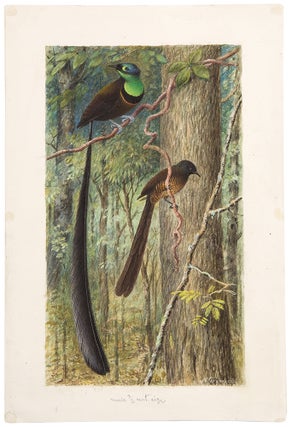 Item #35470 [Original watercolour of a pair of Birds of Paradise]. Henrik GRÖNVOLD