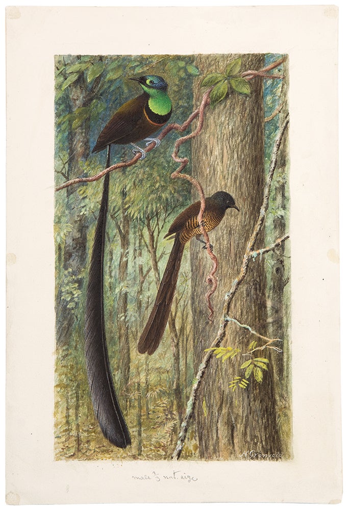 Item #35470 [Original watercolour of a pair of Birds of Paradise]. Henrik GRÖNVOLD.
