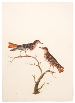Item #35784 [A Pair of Wrynecks on a Branch]. Peter PAILLOU