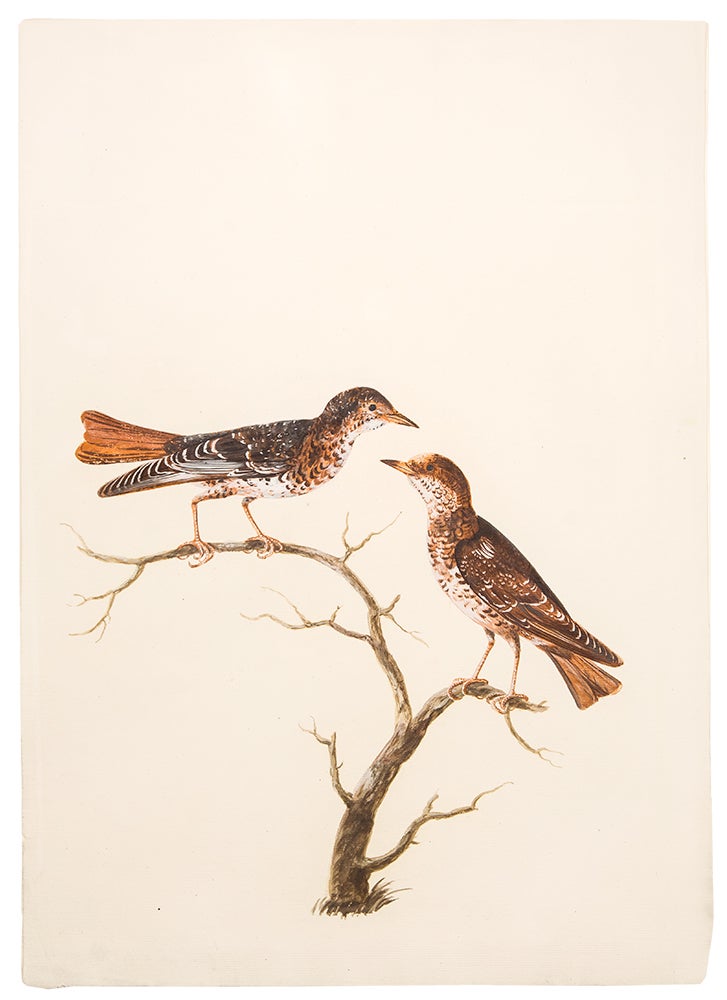 Item #35784 [A Pair of Wrynecks on a Branch]. Peter PAILLOU.